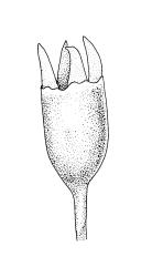 Tetrodontium brownianum, capsule, dry. Drawn from A.J. Fife 6314, CHR 104731.
 Image: R.C. Wagstaff © Landcare Research 2017 